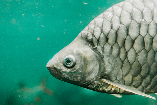 Trung Quốc tạo ra cá diếc không xương dăm