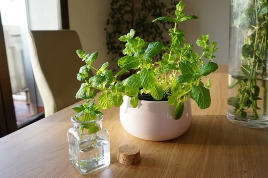 5 loại cây giúp giảm muỗi trong nhà