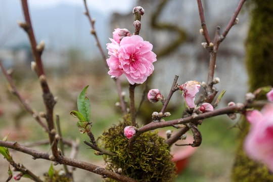 Ban Bí thư cấm dùng công quỹ tặng quà Tết lãnh đạo