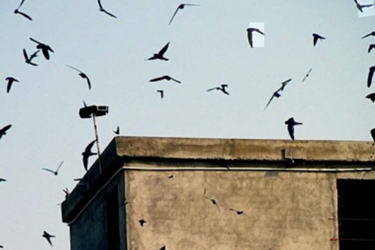 Tiếng loa nhà nuôi chim yến gây 'ồn khủng khiếp hơn karaoke'