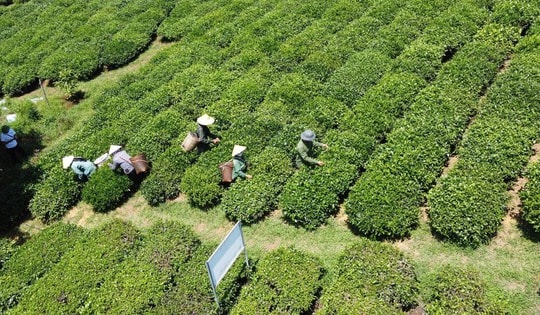 Thông tin mới nhất về vụ gần 500 container chè bị mắc kẹt ở Pakistan