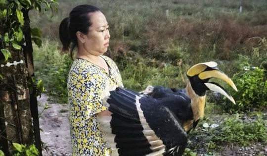 TPHCM: Nhiều loài chim quý hiếm liên tục bay vào nhà dân