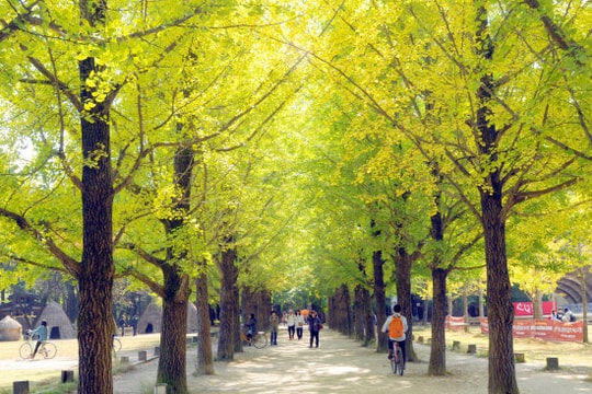 Việt Nam - Hàn Quốc tăng tốc kết nối, du lịch hai chiều khởi sắc