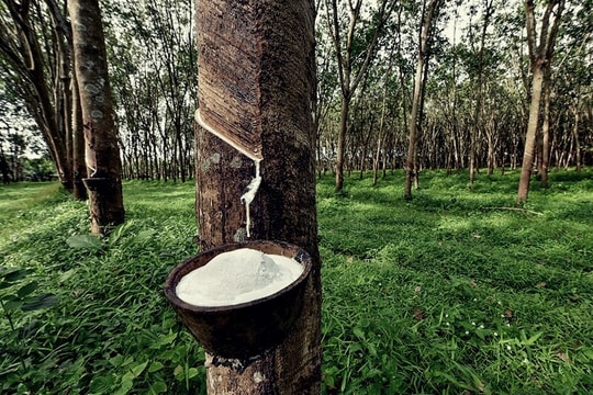 Thanh khoản mỏng, giá cao su đi ngang trong kỳ nghỉ Giáng sinh