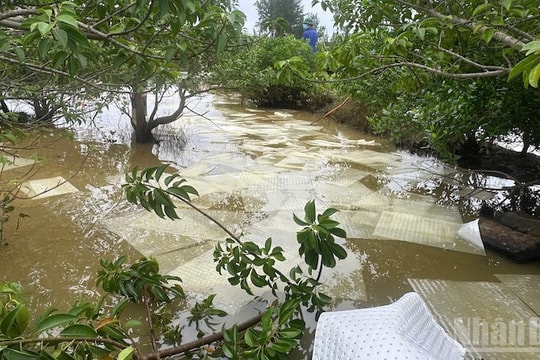 Đời sống của người dân xã Vạn tường (Quảng Ngãi) bị ảnh hưởng bởi sự cố tràn dầu