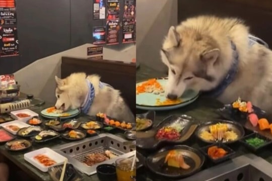 Nhà hàng cho phép chó cưng của khách dùng bữa ở bàn ăn gây tranh cãi