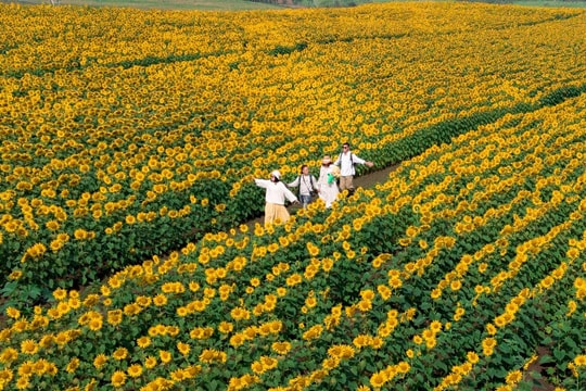 Lưu ý săn ảnh đẹp tại cánh đồng hoa hướng dương Nghệ An