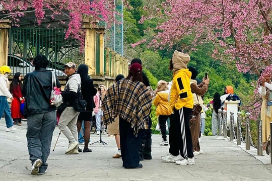 Khách đổ về đồn biên phòng Lũng Cú check in mai anh đào