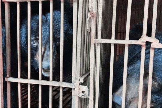 Còn 149 cá thể gấu bị nuôi nhốt lấy mật