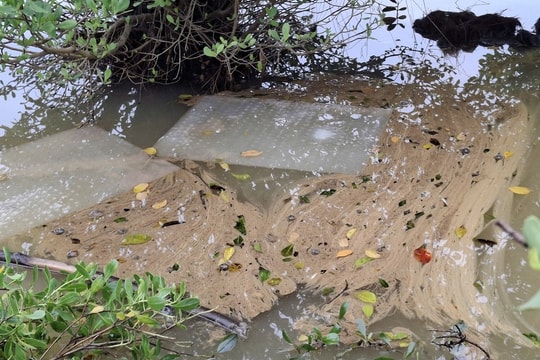 Tràn dầu diesel ở Dung Quất, cá chết hàng loạt