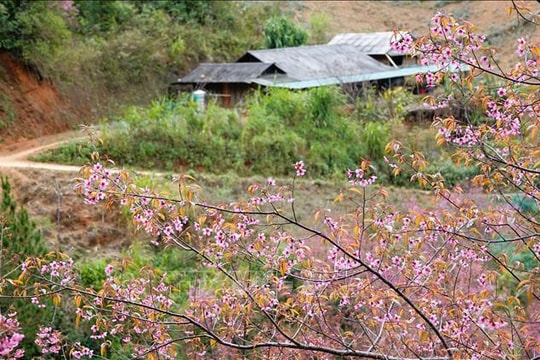 Mùa hoa Tớ Dày nở rộ - điểm nhấn du dịch vùng cao Mù Cang Chải