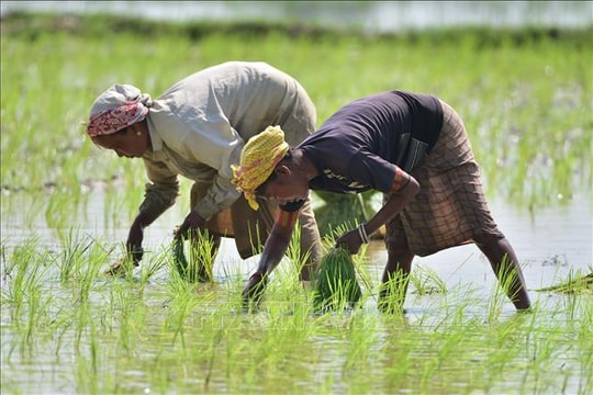 Thị trường nông sản: Nông sản toàn cầu biến động trái chiều