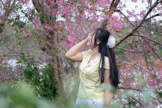 Mai anh đào Đà Lạt bung nở, du khách mê mẩn check-in