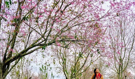 Hàng trăm "nàng thơ" chen chân check-in với hoa mai anh đào nở sớm ở Đà Lạt