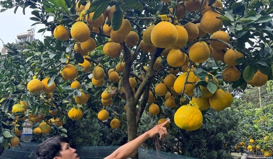 CLIP: Bưởi Diễn tràn về TPHCM, giá bán tăng cao