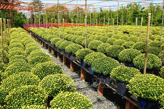 Đưa công nghệ để nâng cao chuỗi giá trị sản phẩm hoa kiểng