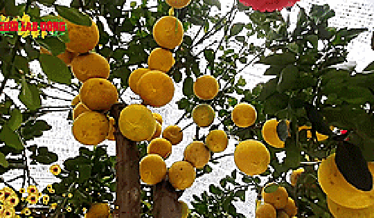 Bưởi Diễn trăm triệu năm nay có hút khách?