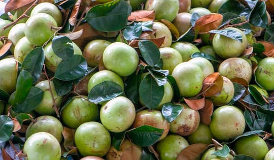 Rộn ràng vú sữa Lò Rèn, nhà vườn "bỏ túi" hàng trăm triệu đồng