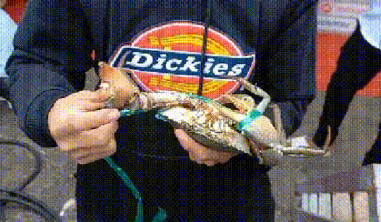 Gần Tết Dương lịch, giá cua gạch Cà Mau "nhảy múa"