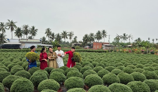 Vựa hoa miền Tây tất bật bán hoa Tết sớm qua livestream cùng người nổi tiếng