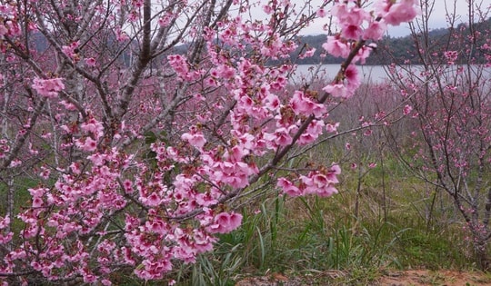 Check-in rừng hoa anh đào Nhật Bản đang nở rộ ở Điện Biên