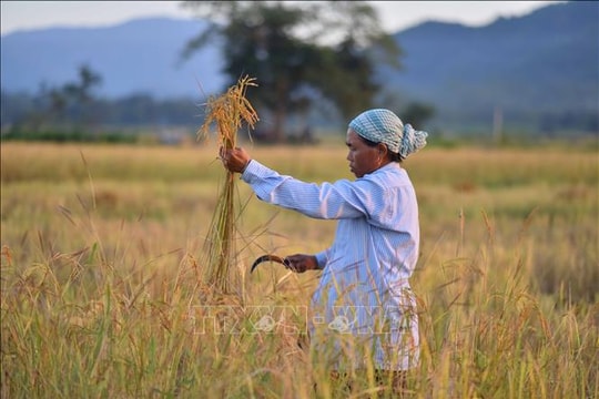 Kinh tế 2025, dự báo 2026: Giá gạo thế giới tiếp tục chịu áp lực