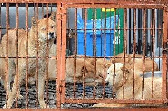 Ngành thịt chó Hàn Quốc tàn lụi