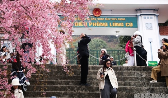 Mai anh đào nở rộ trước Đồn Biên phòng Lũng Cú, khách tấp nập chụp ảnh