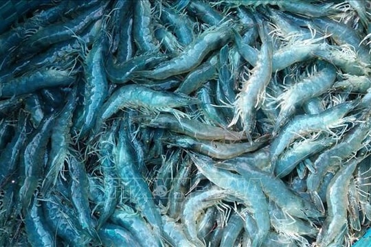 Giá tôm cuối vụ tăng kỷ lục