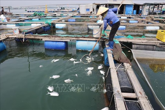 Điểm tin kinh tế Việt Nam nổi bật ngày 30/12/2025