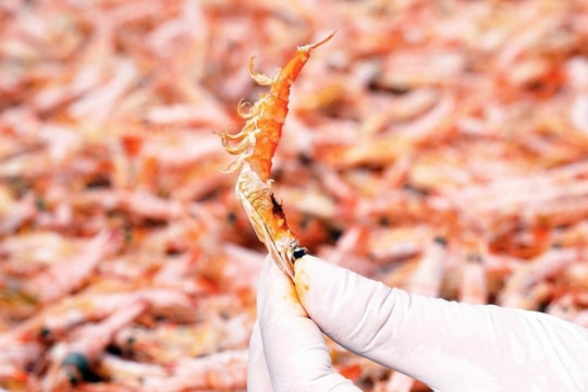 Tôm khô 'móng chim' tiền triệu hút khách