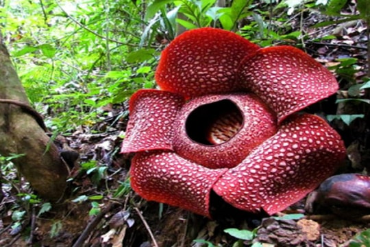 Hoa xác thối là quốc hoa của nước Đông Nam Á nào?