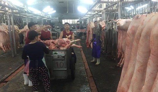 Giá heo hơi hôm nay, 30-12: Chợ đầu mối tiếp tục "đánh" giá lên