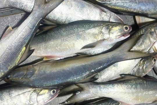 Chuyến biển đêm cuối năm, ngư dân trúng 1,5 tấn cá ngứa, thu 500 triệu đồng