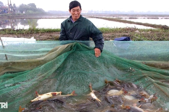 Thuê ruộng lúa nghỉ vụ, người dân kiếm 300 triệu đồng sau 3 tháng