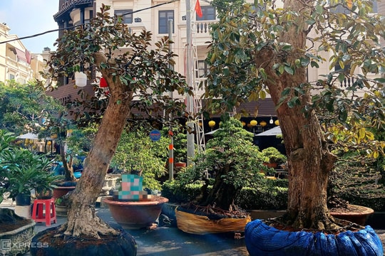 Cây cảnh cổ thụ 50 năm tuổi 'xuống phố tìm khách sớm'
