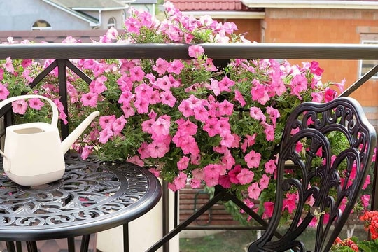 5 loại cây hoa treo dễ trồng, làm đẹp ban công dịp Tết