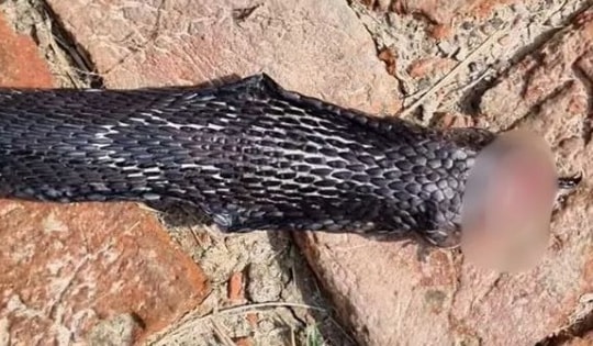 Bị rắn hổ mang cắn, người đàn ông có hành động đáp trả bất ngờ