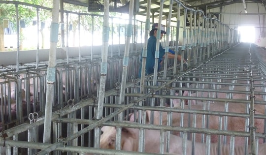 Giá heo hơi hôm nay, 31-12: Bất ngờ đảo chiều giảm