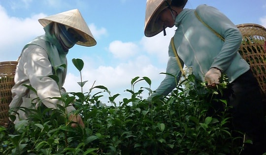 "Giải phóng"gần 500 container chè của Việt Nam bị kẹt ở Pakistan