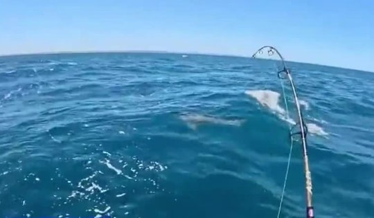 Thợ mộc trẻ kinh ngạc khi câu được cá mập trắng khổng lồ dài 2 mét