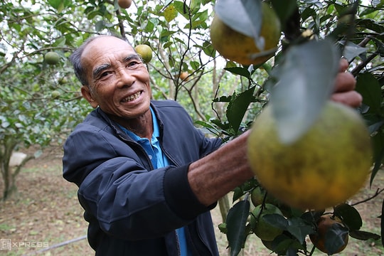 Tái sinh cơ nghiệp từ vườn cam sau bão, mỗi năm lời 1 tỷ đồng