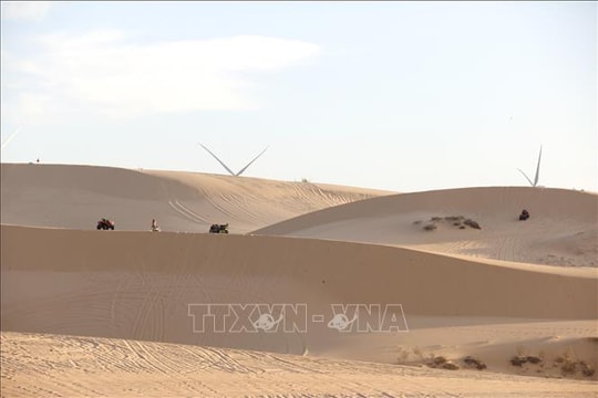 Đồi cát trắng, hoa keo lá tràm hút khách trong kỳ nghỉ Tết Dương lịch