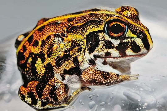 Tranh các loài vật sống động như thật