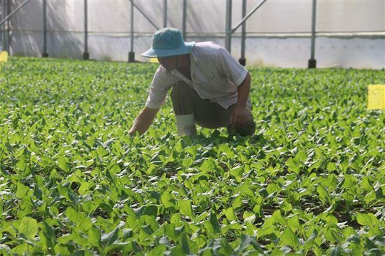 Tái cấu trúc ngành nông nghiệp TP Hồ Chí Minh - Bài cuối: Phân vùng nông nghiệp, nâng cao giá trị gia tăng