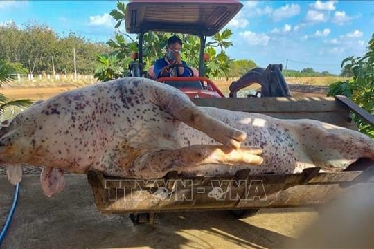 Giải quyết dứt điểm nạn vứt xác động vật trên kênh dẫn nước đến hồ Dầu Tiếng