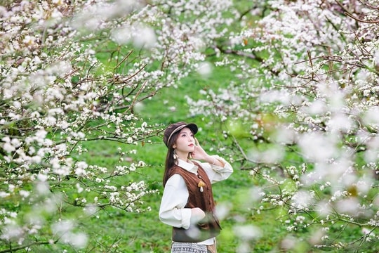 Hoa mận nở trắng Mộc Châu, du khách như lạc vào miền cổ tích