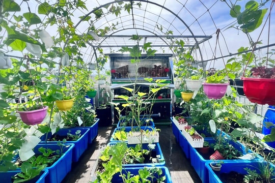 'Trang trại' trên sân thượng 20 m2 của người phụ nữ Đồng Nai