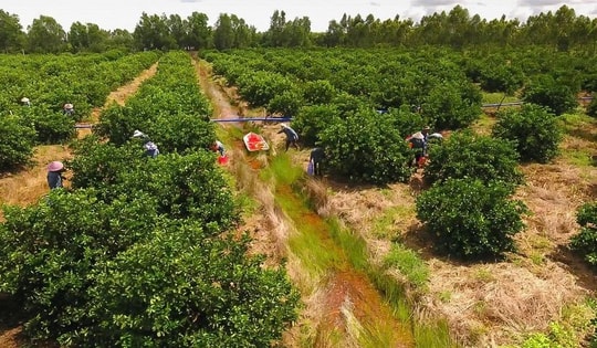 Kiên nhẫn với "đất khó" để trái chanh Việt đi xa hơn