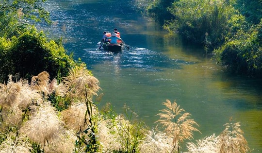 Tràng An say đắm lòng người mùa lau sậy trổ bông